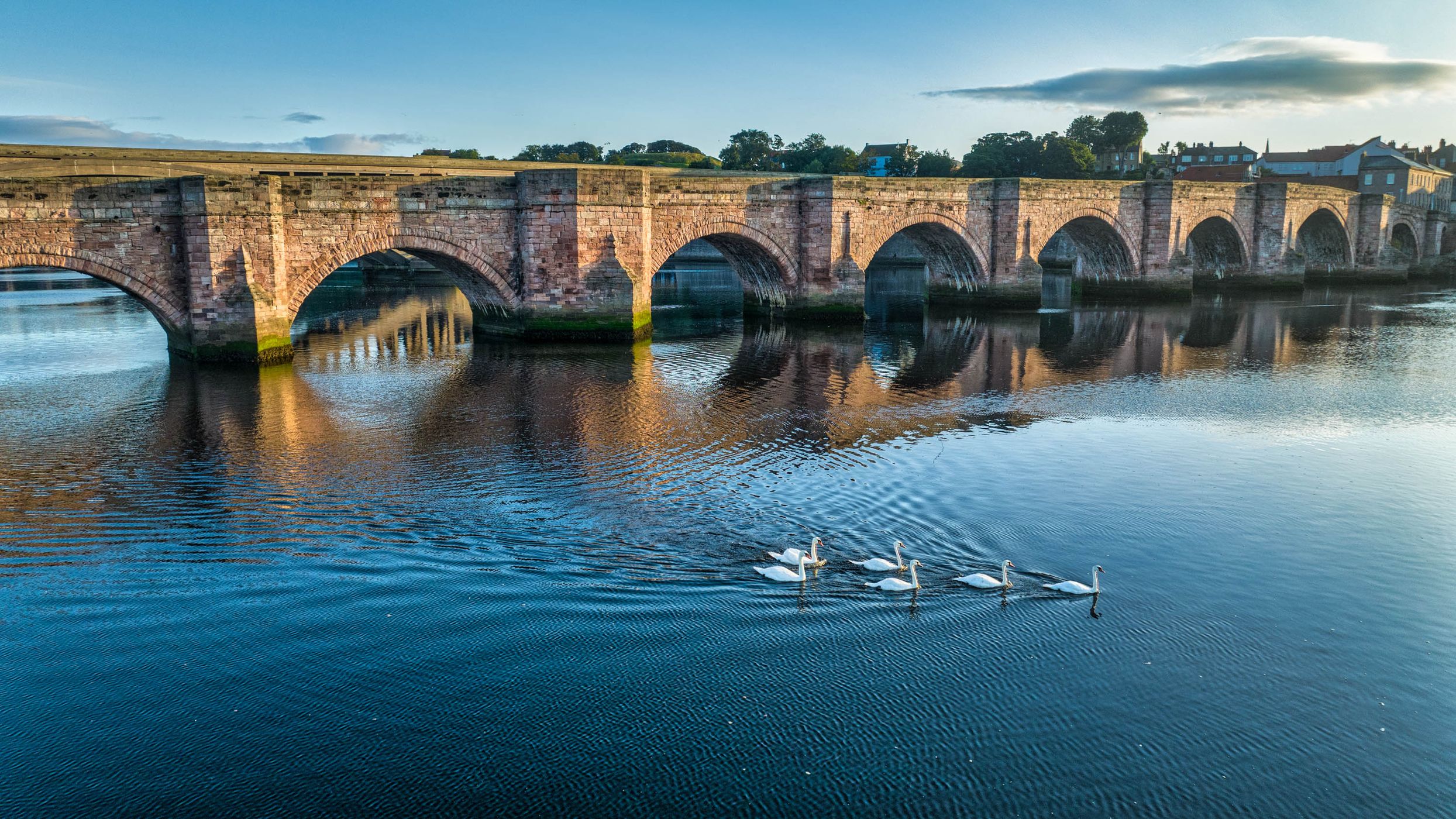 Swans,  bridge,  Berwick-Upon- Tweed,  England, United Kingdom