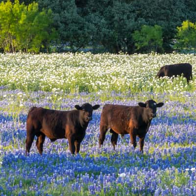 Texas Hill Country, USA