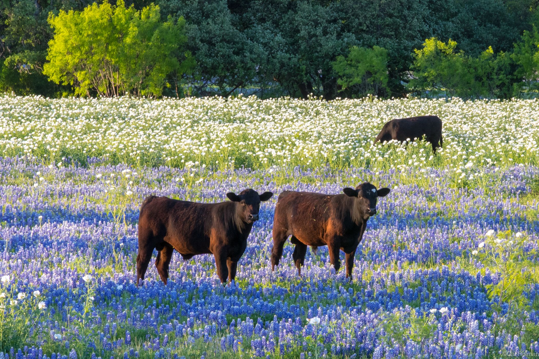 Texas Hill Country, USA