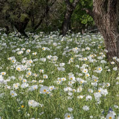 Texas Hill Country, USA