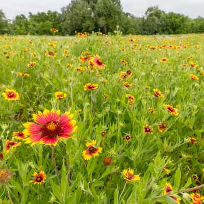 Texas Hill Country, USA