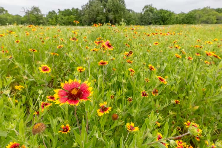 Texas Hill Country
