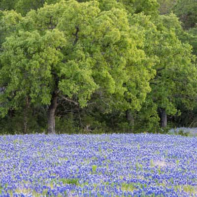 Texas Hill Country, USA