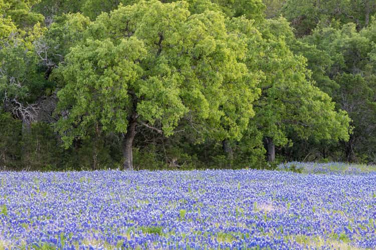 Texas Hill Country
