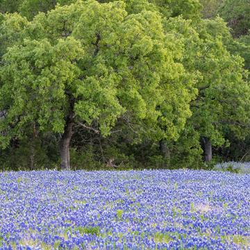 Texas Hill Country, USA