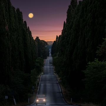 The road to Bolgheri, Italy