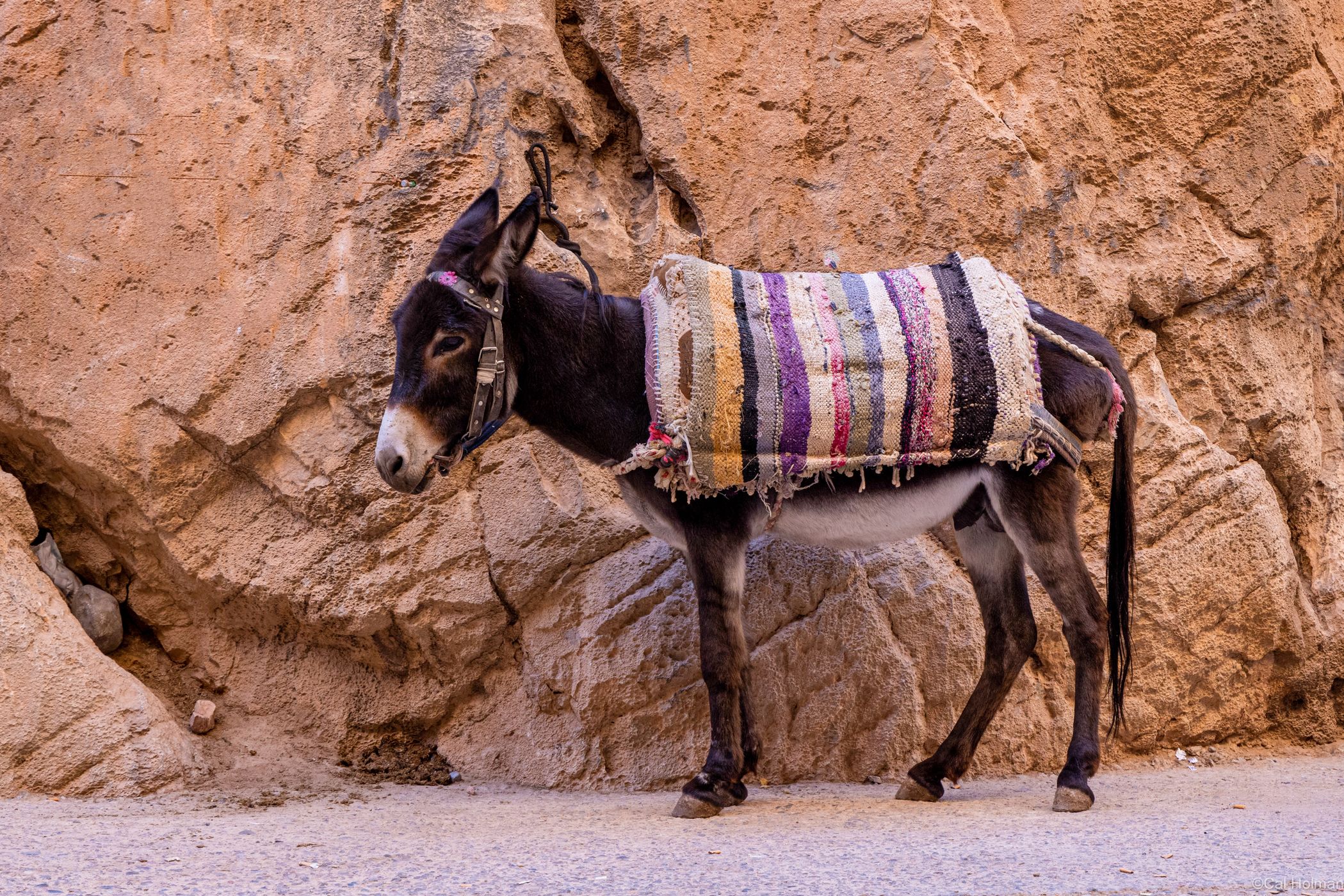 Todgha Gorge, Morocco