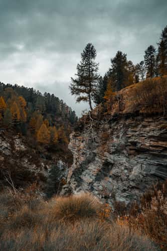 Tree on a rock wall