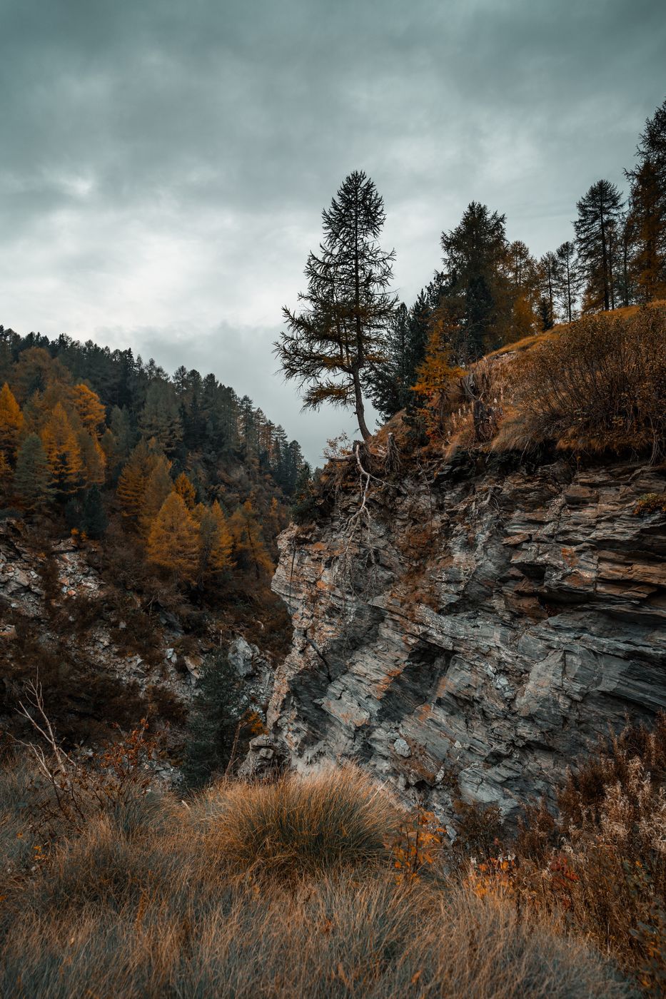Tree on a rock wall, Switzerland