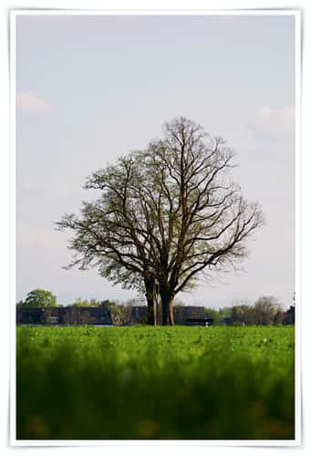 Tree spot, Unterhaching