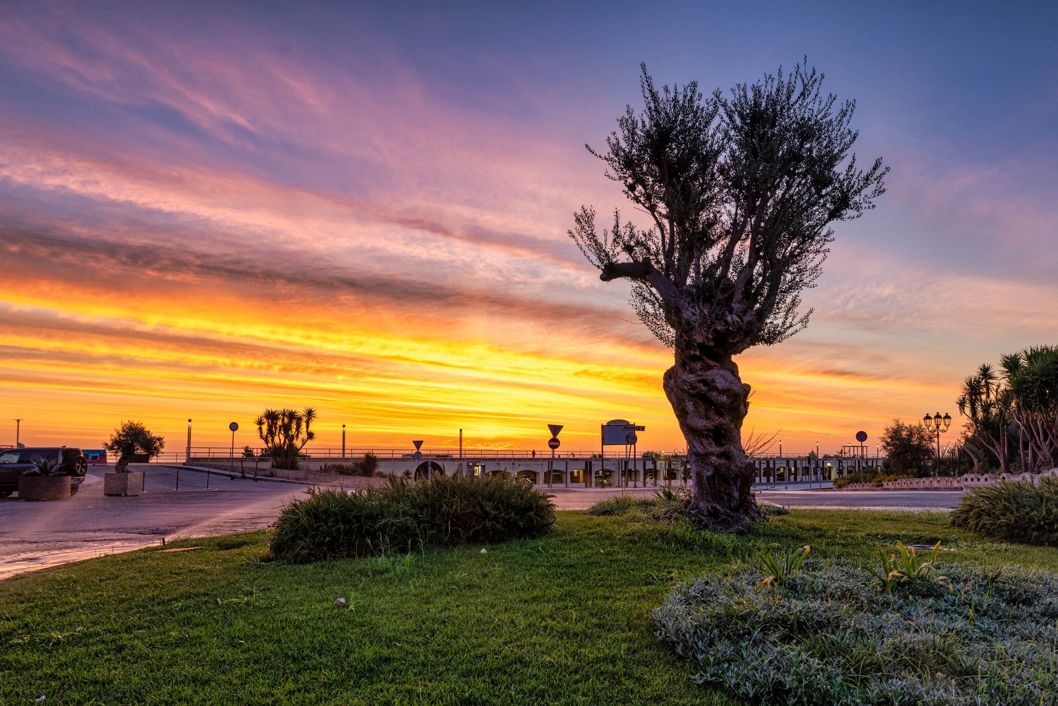 Tree, Syracuse, Sicily, Italy