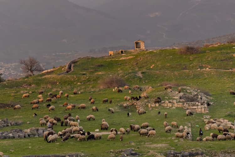 Umm Qais