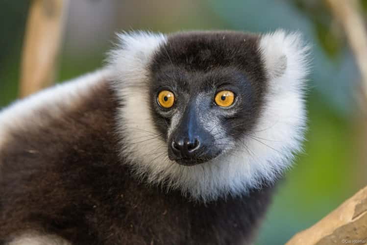 Vakôna Lemur Island