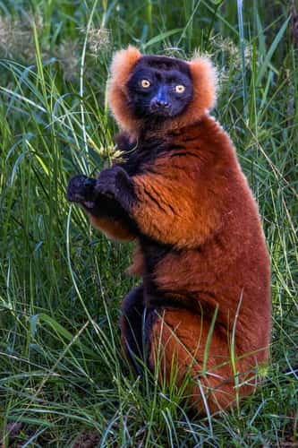 Vakôna Lemur Island