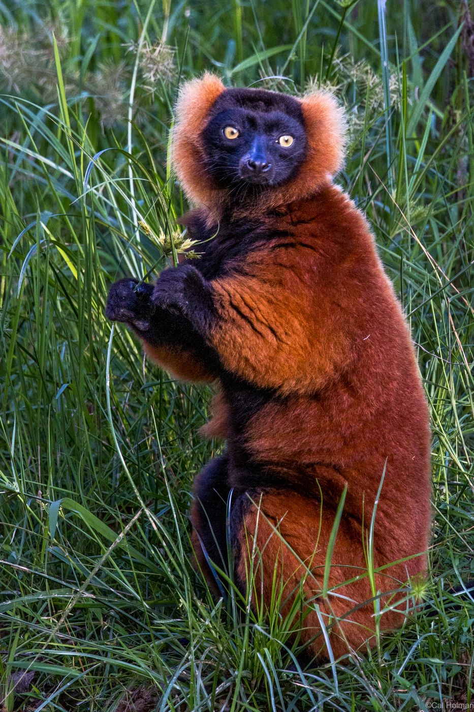 Vakôna Lemur Island, Madagascar