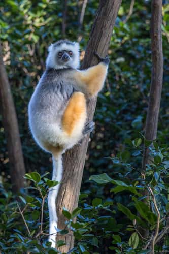 Vakôna Lemur Island