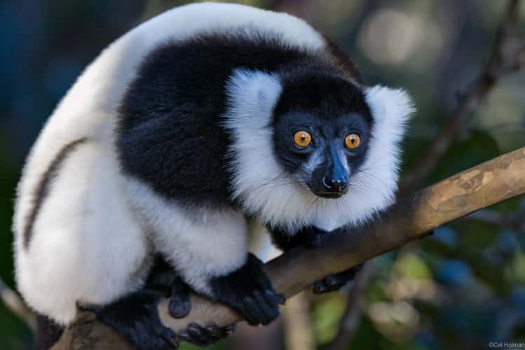 Vakôna Lemur Island