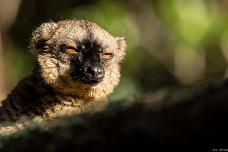 Vakôna Lemur Island