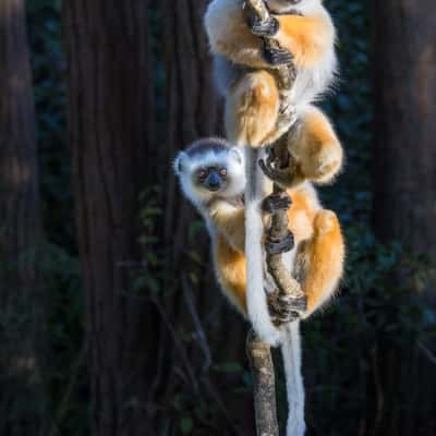 Vakôna Lemur Island, Madagascar