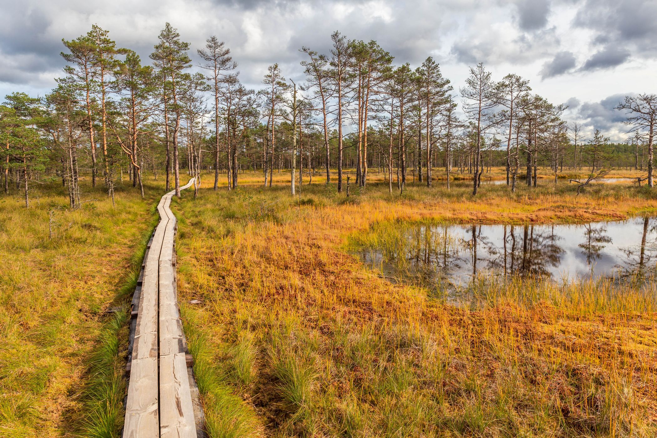 Viru Bog in the Lahemaa National Park, Estonia