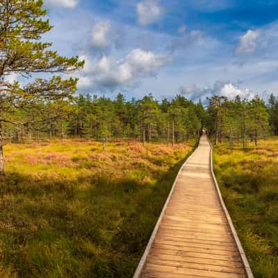 Viru Bog in the Lahemaa National Park, Estonia