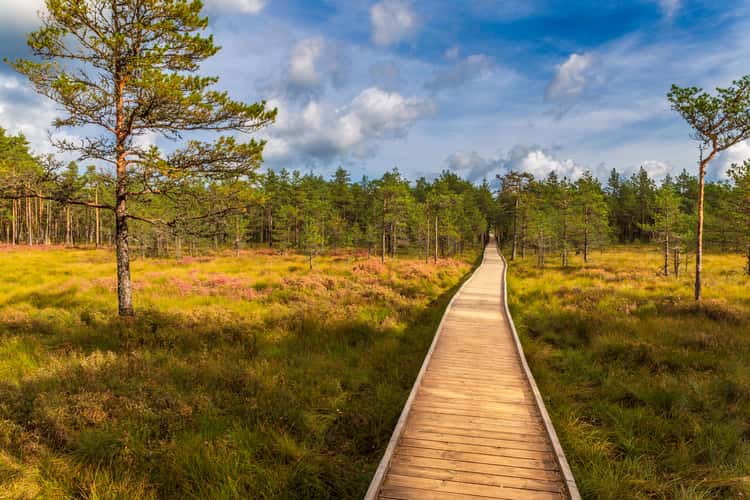 Viru Bog in the Lahemaa National Park