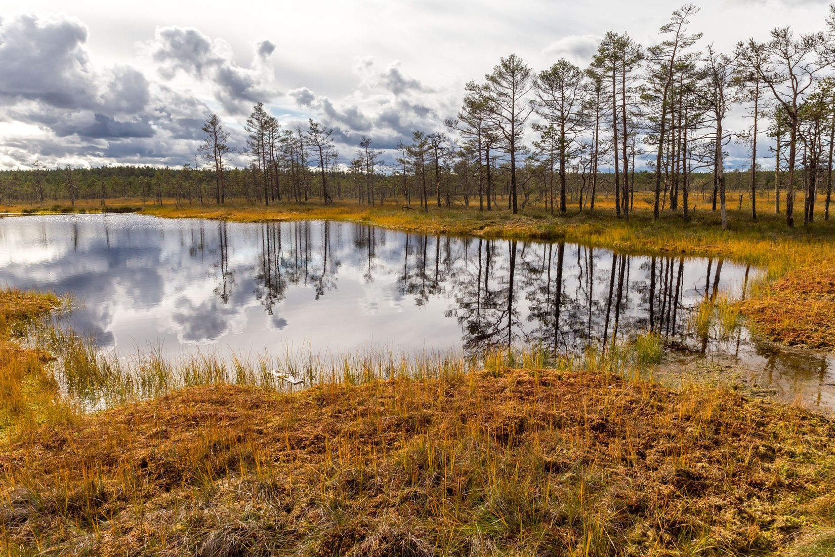 Viru Bog in the Lahemaa National Park, Estonia