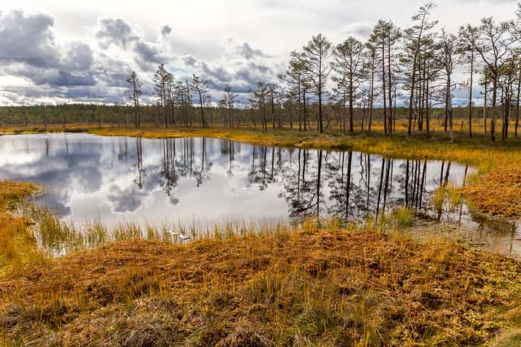 Viru Bog in the Lahemaa National Park