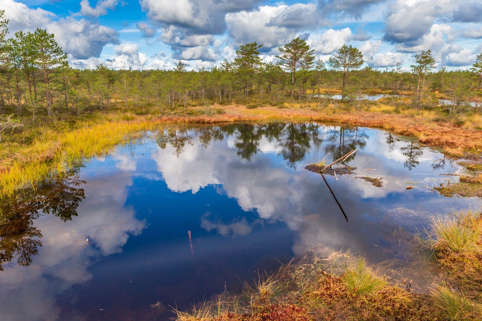 Viru Bog In The Lahemaa National Park, Estonia