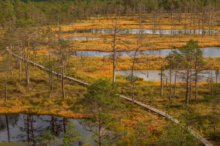 Viru Bog in the Lahemaa National Park