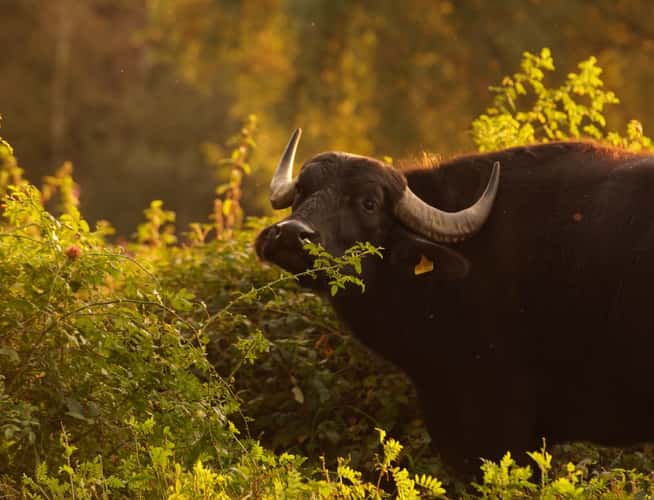 Water Buffalo at nature preserve 'Am Hornpottweg', Cologne