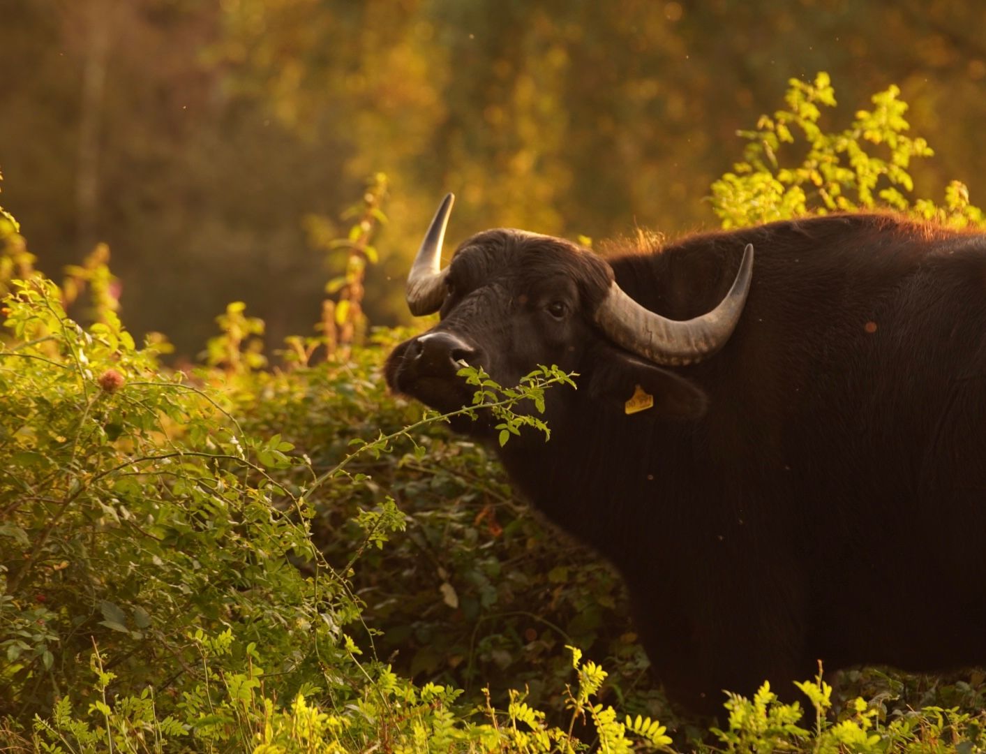 Water Buffalo at nature preserve 'Am Hornpottweg', Cologne, Germany