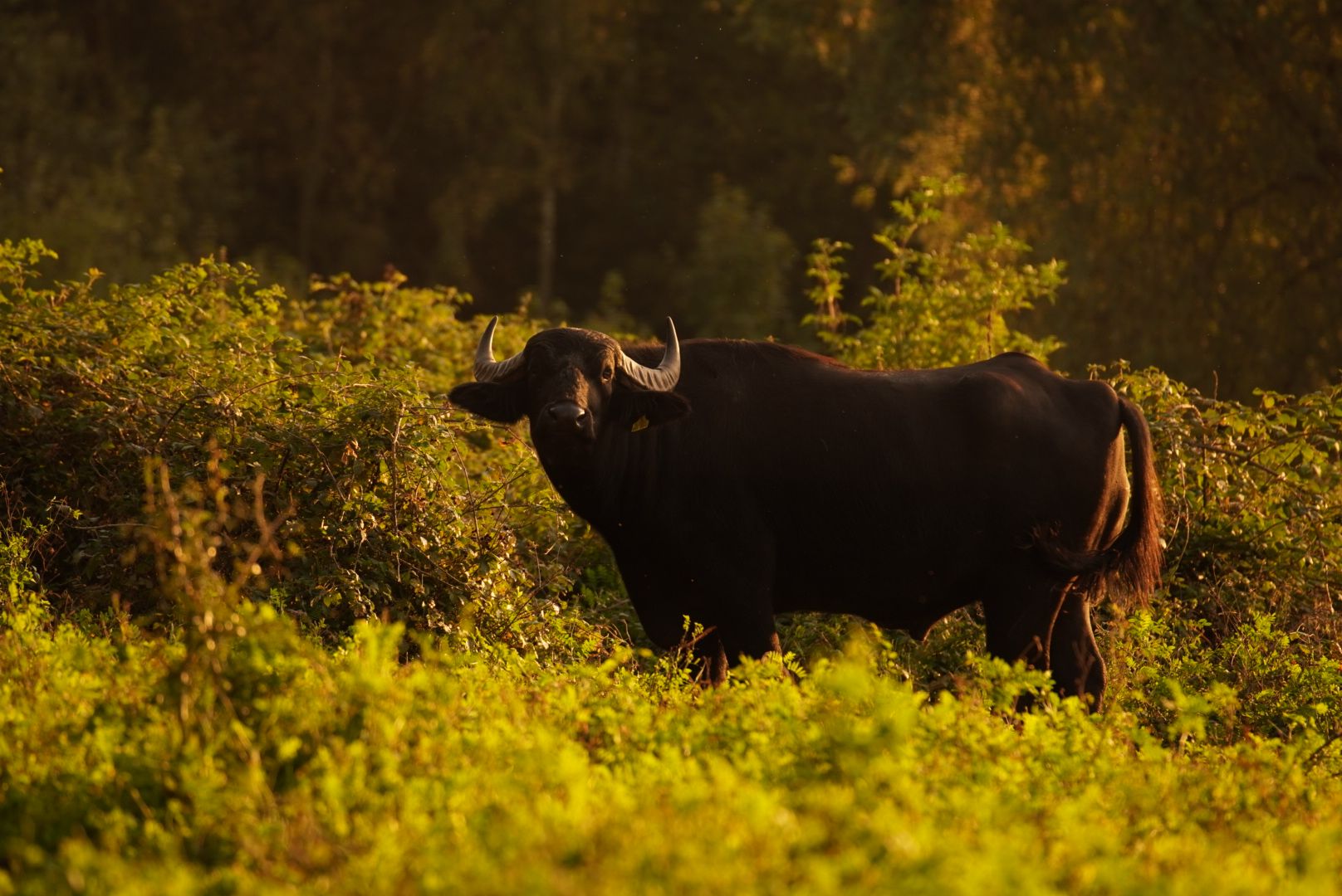 Water Buffalo at nature preserve 'Am Hornpottweg', Cologne, Germany