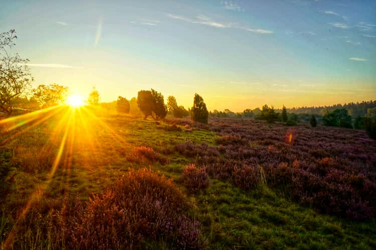 Wilseder Berg, Lüneburger Heide