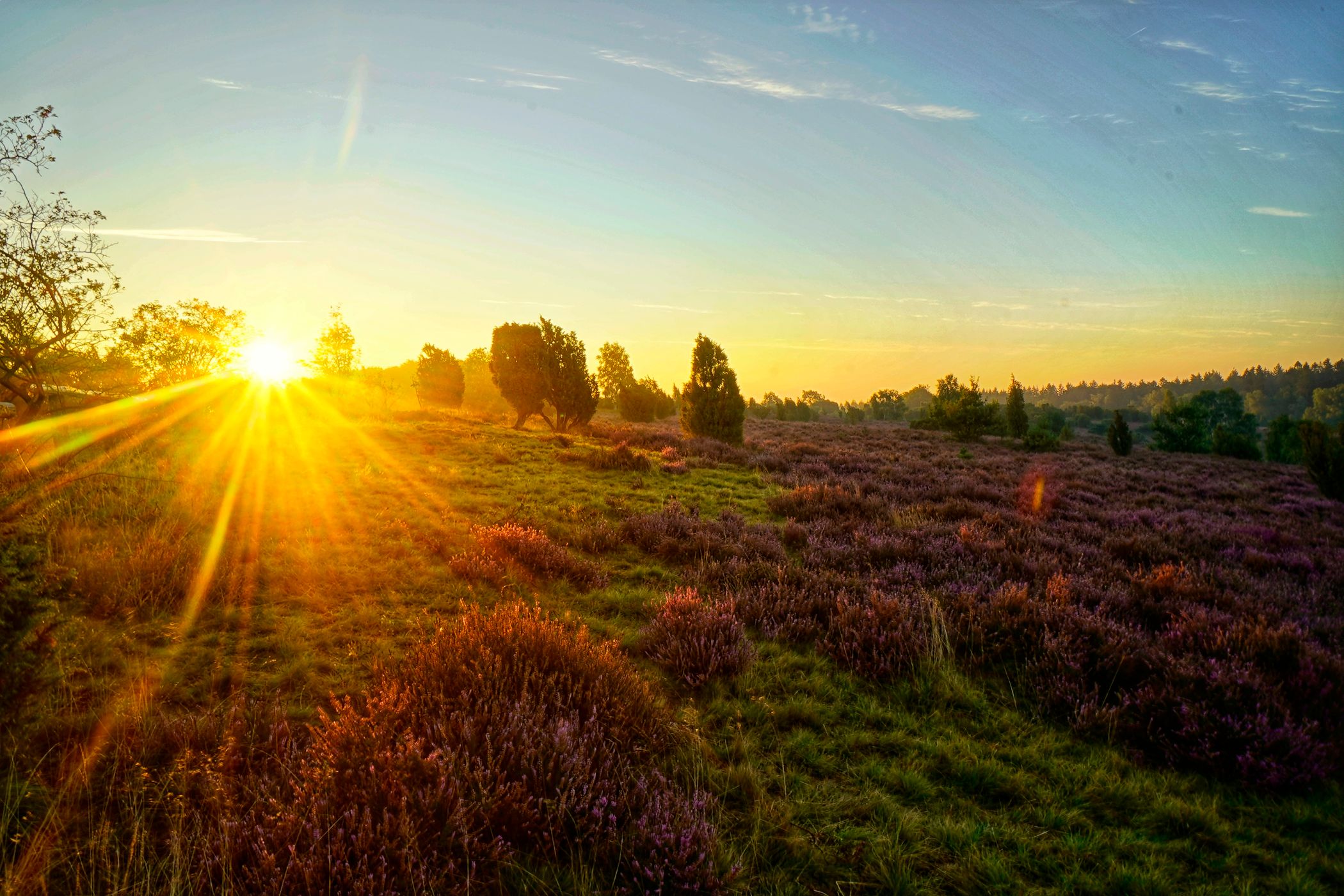 Wilseder Berg, Lüneburger Heide, Germany