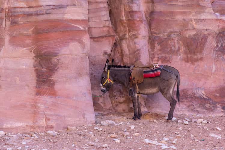 World Heritage Petra Jordan