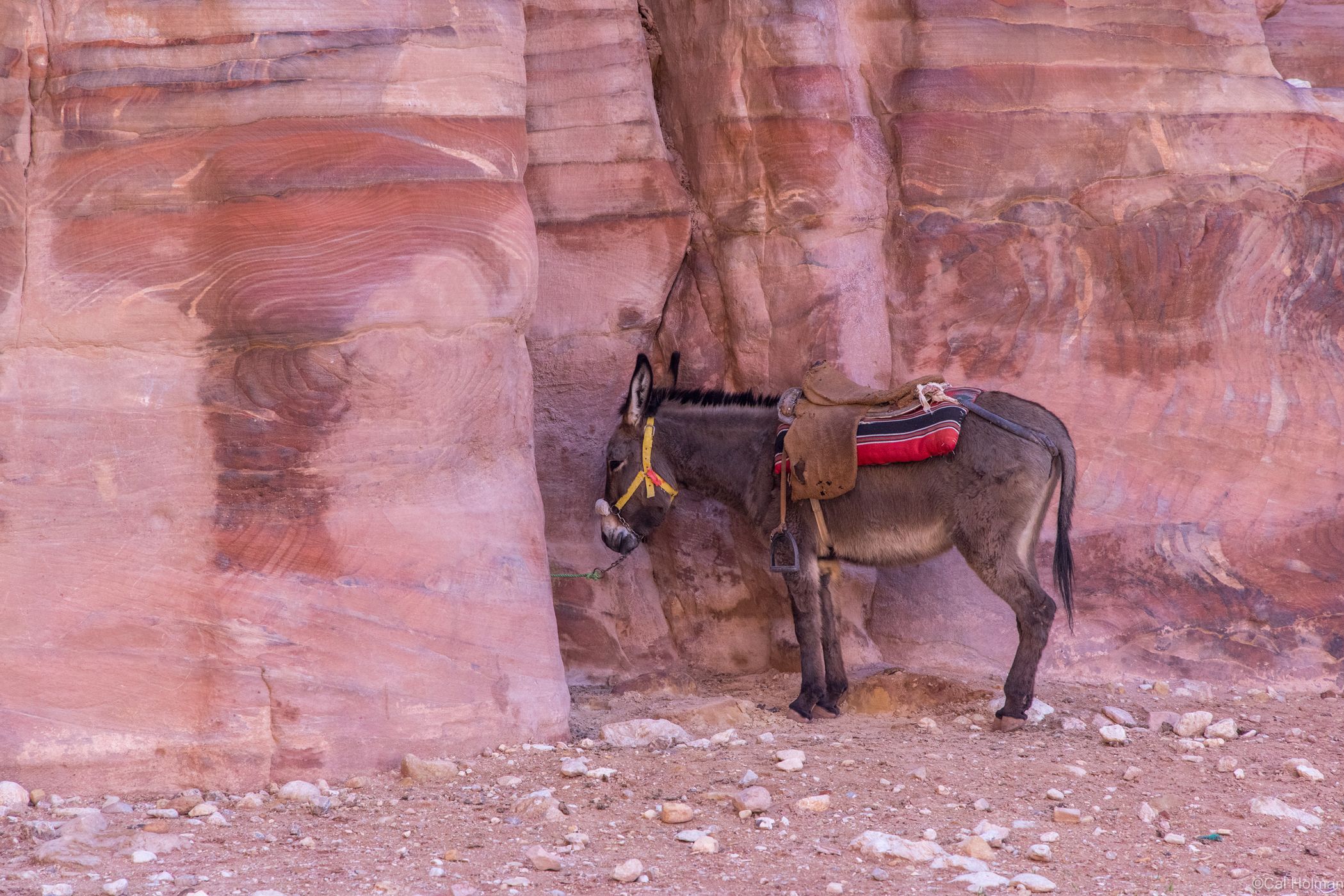 World Heritage Petra Jordan, Jordan