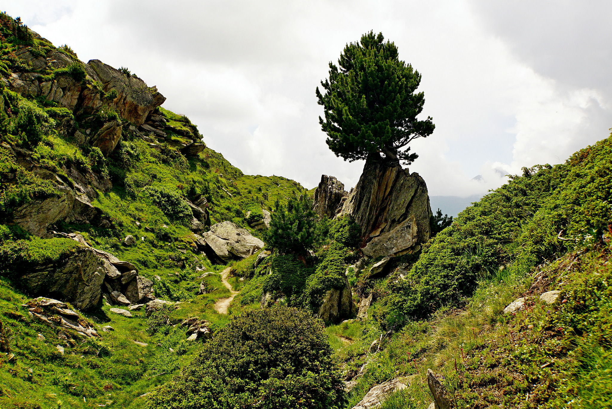 Aletschwald, Switzerland