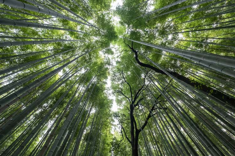 Arashiyama Bamboo Forest