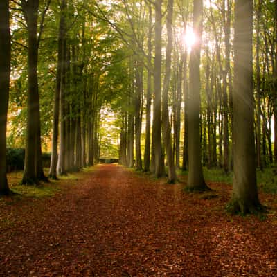 Beech Alley, Hidcote Gardens, United Kingdom