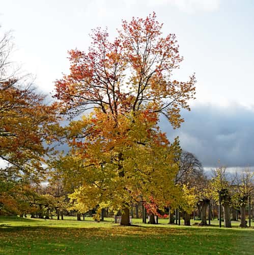 Berggarten Hannover