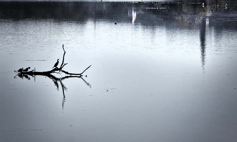 Cormorant at Dingolfing