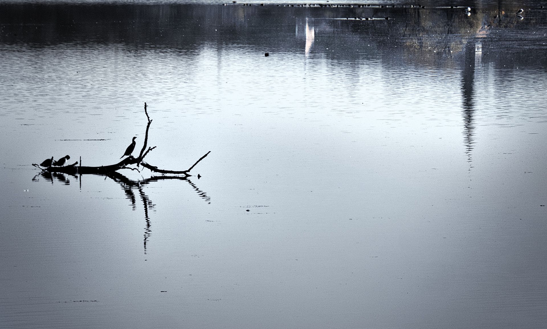 Cormorant at Dingolfing, Germany
