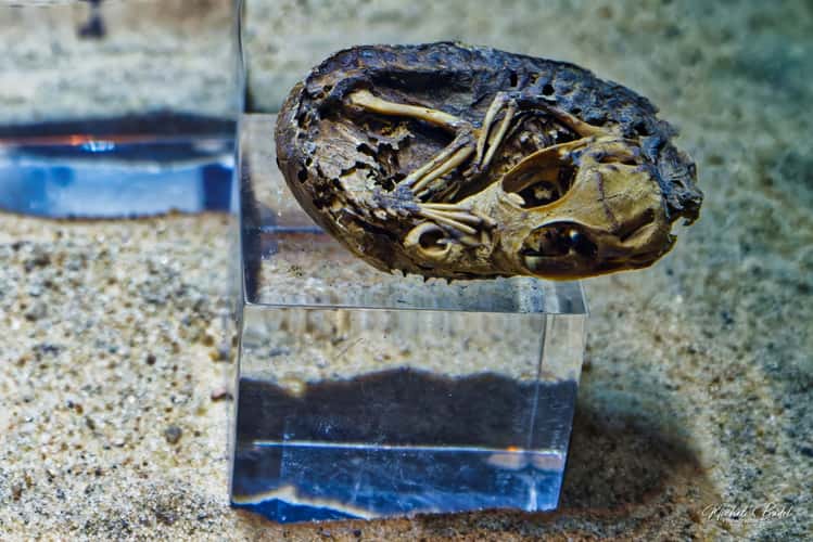 Crocodile Museum