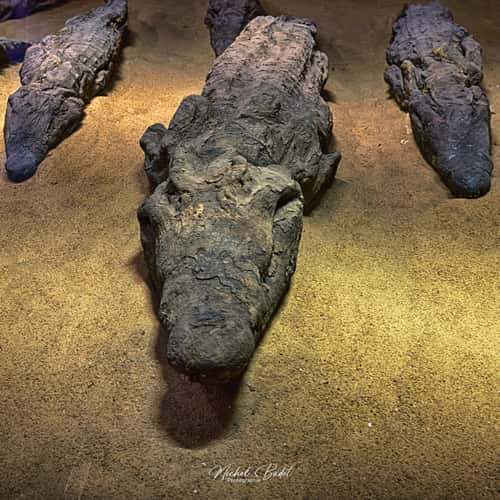 Crocodile Museum