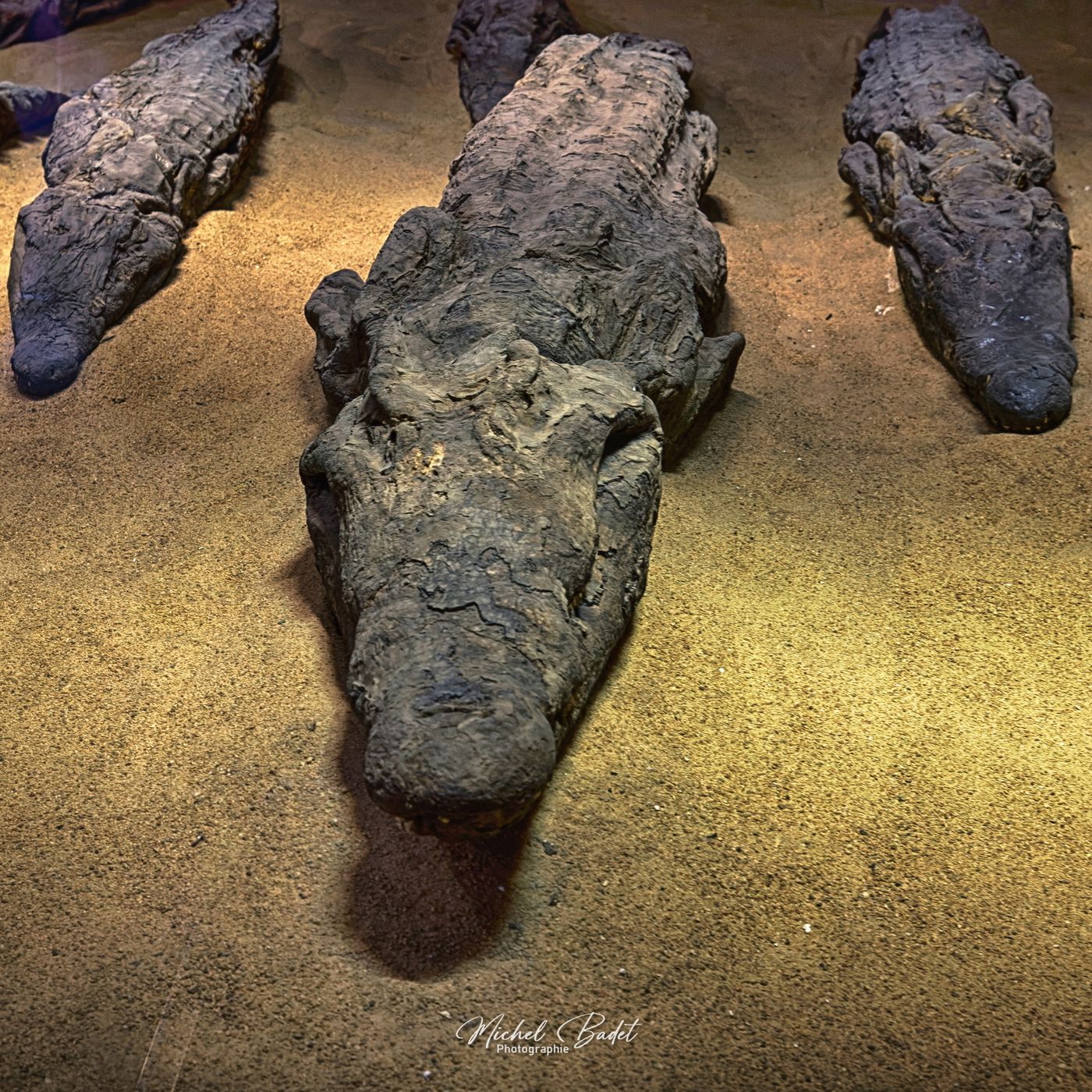 Crocodile Museum, Egypt