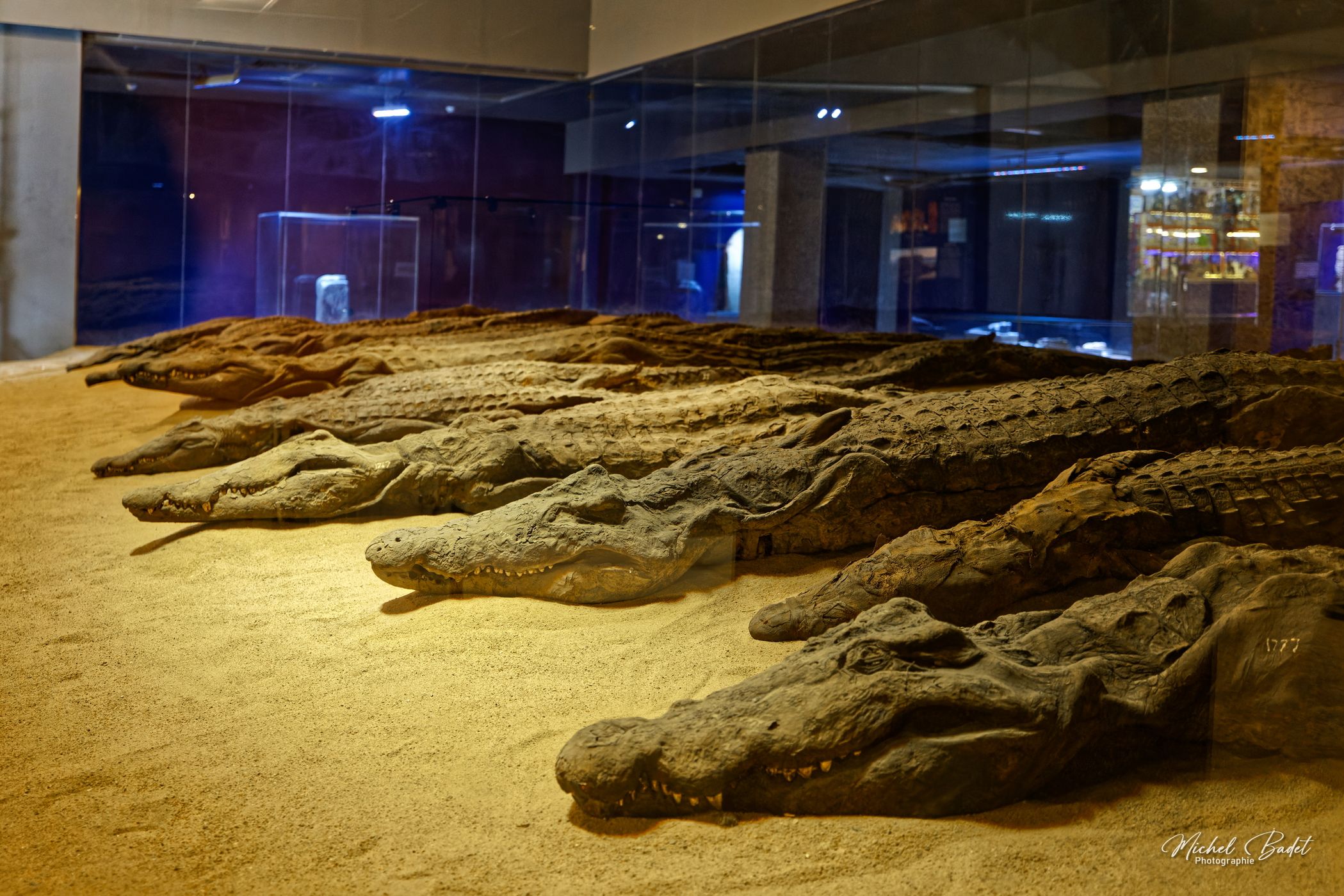 Crocodile Museum, Egypt