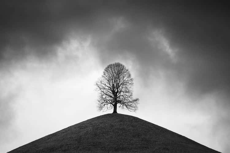 Fairy tale trees, Neuheim