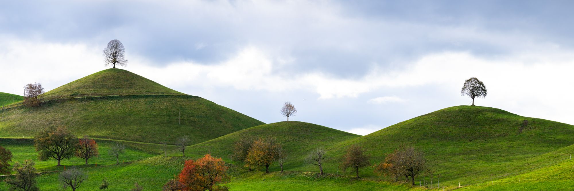 Fairy tale trees, Neuheim, Switzerland
