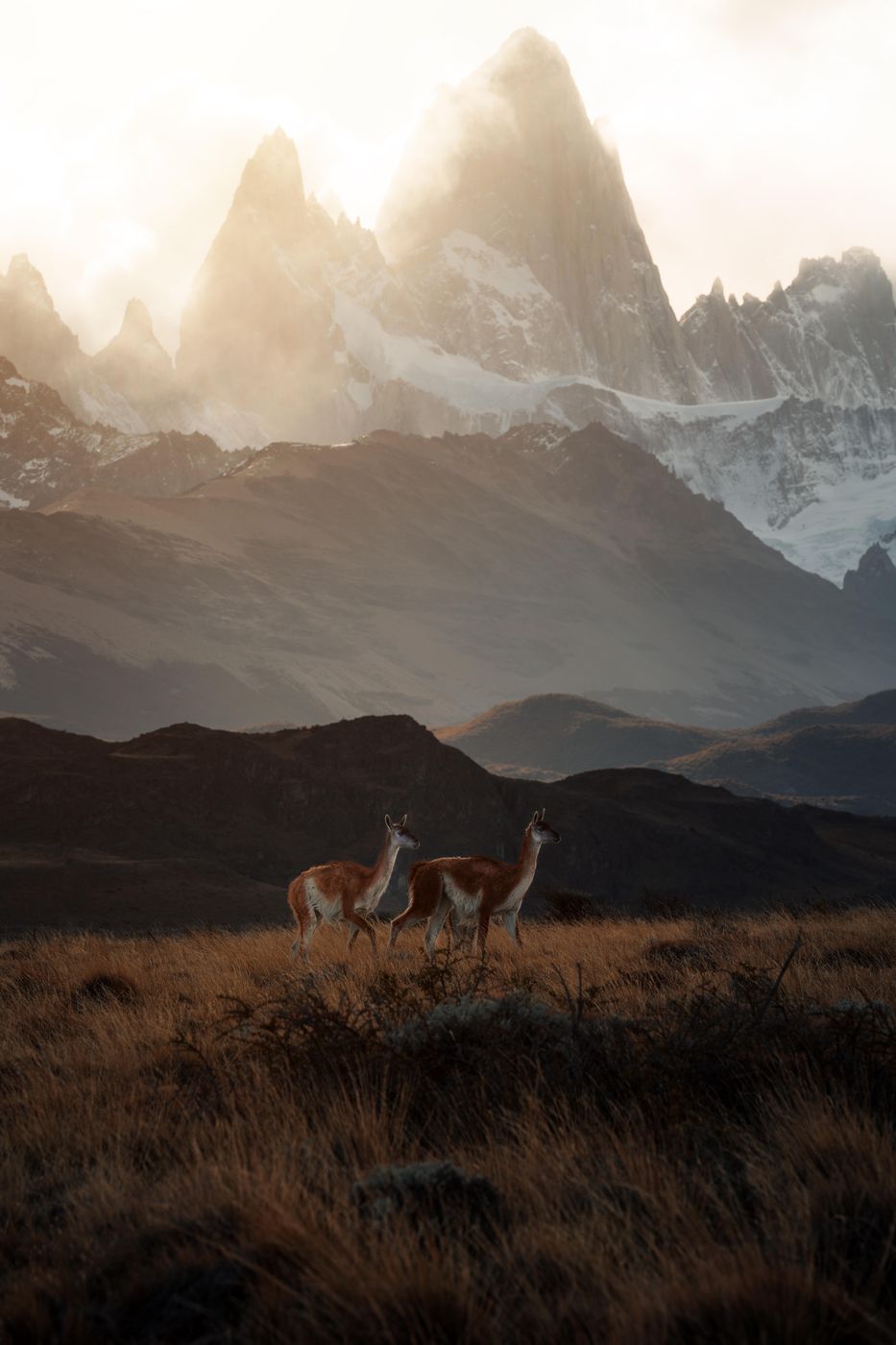 Fitz Roy Guanaco, Argentina